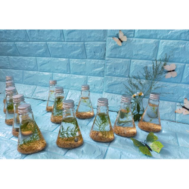 得寵家居 親子diy 水草瓶生態瓶辦公桌裝飾辦公室療癒小物綠球藻綠藻球綠藻球瓶生態瓶炸毛君團體禮品