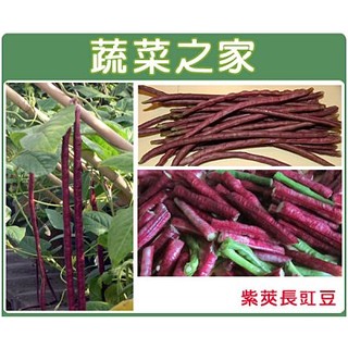 【蔬菜之家滿額免運】E15.紫莢長豇豆種子30顆(豆莢呈紫色，莢長約50公分.早生.結莢多.品質柔嫩.)豆類種子