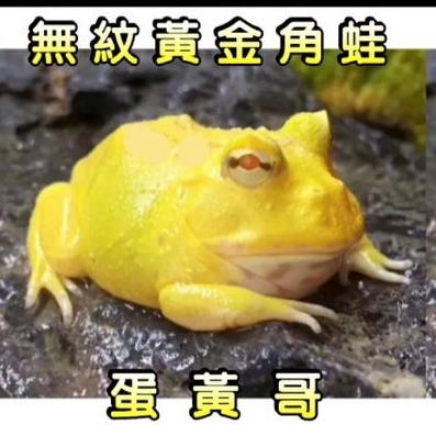 蛋黃哥招財黃金蛙海豐角蛙飼料無紋黃金角蛙 蝦皮購物