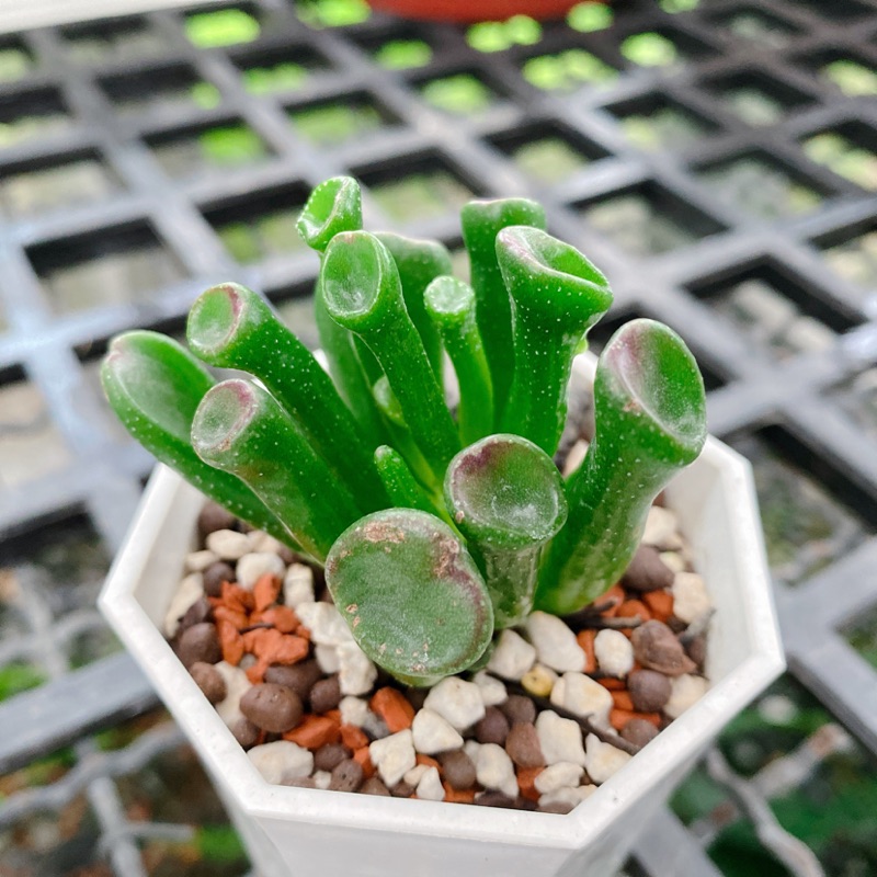 Ro2 Garden 多肉植物 茼葉花月 史瑞克耳朵 蝦皮購物