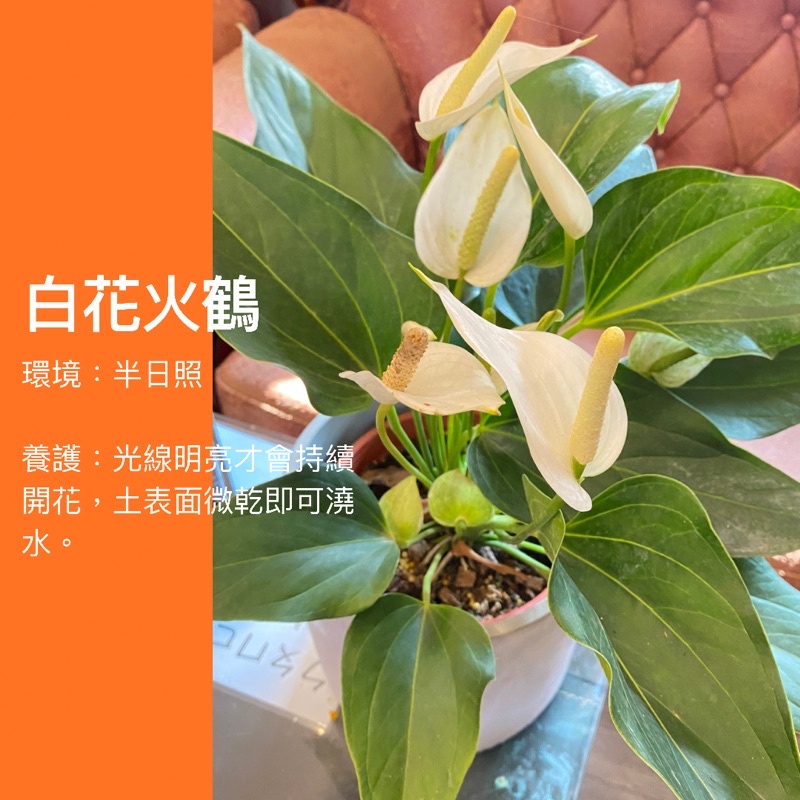 5吋白花火鶴火鶴植物ig 網紅觀葉植物網紅植物室內植物空氣淨化陽台植物高級植物 蝦皮購物