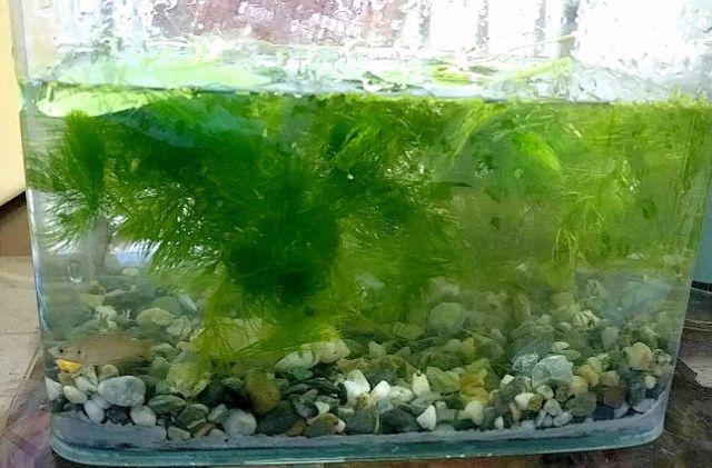 水耕植物 室內專用金魚藻 不用co2供應陰性草 戶外養魚 幼魚兒躲避所 產卵最佳避難所 蝦皮購物