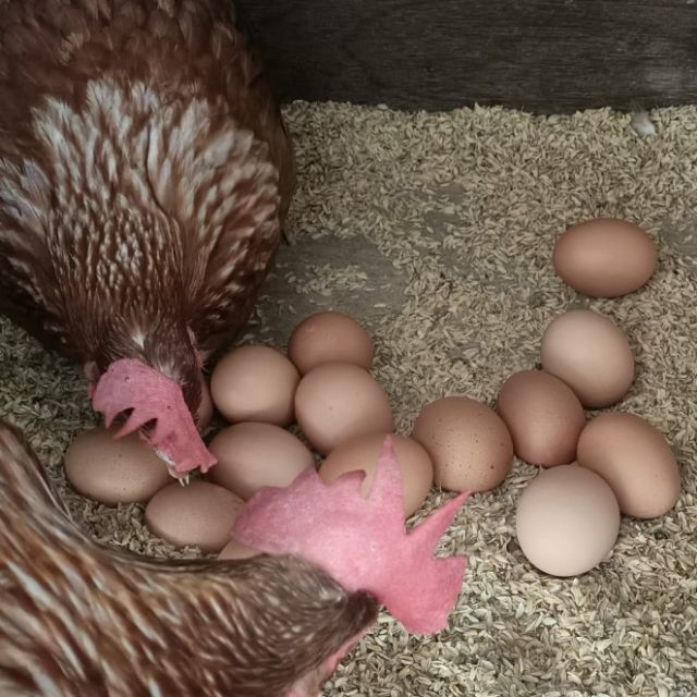 素食可 小家庭 昱緯牧場放養土雞蛋 放養蛋