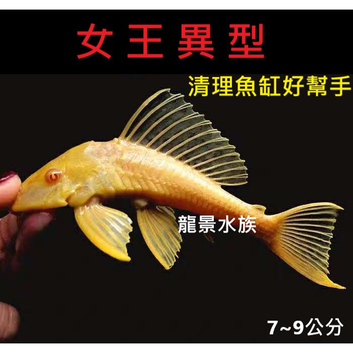 女王異型觀賞魚清魚缸模型飼料水族藍眼鬍子紅眼24k 垃圾魚吸壁魚琵琶鼠養殖熱帶魚龍景水族 蝦皮購物