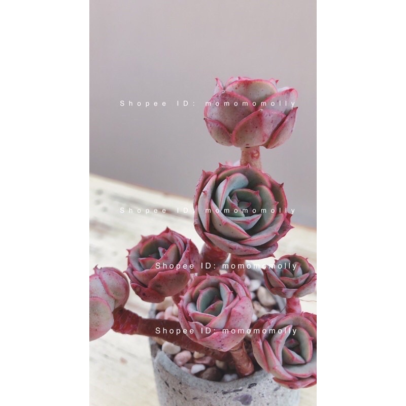 🌹這裡有的花* 多肉植物* 葛洛莉亞