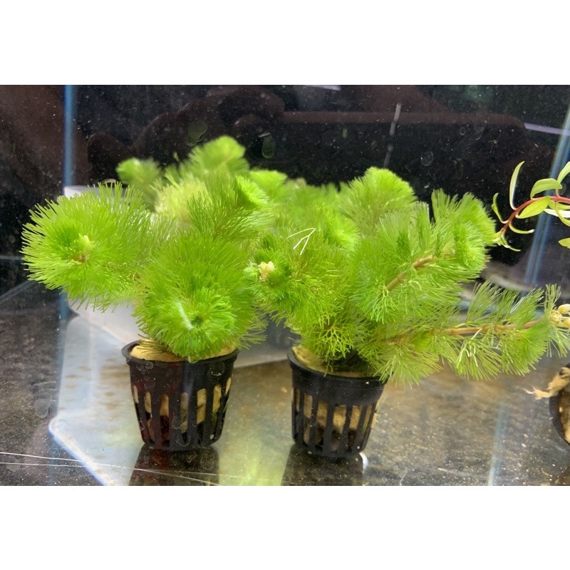 現貨 多款好養水草 綠千層綠松尾金魚藻薄荷陽明柳水羅蘭紅波斯必蘭水草新手可 蝦皮購物