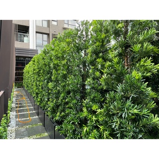 錐形 羅漢松，圍籬樹，籬笆樹，圍牆，植栽牆