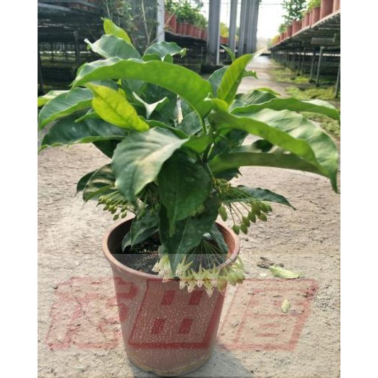 花田厝 圍籬植物 火箭求蘭 花形奇特 花冠黃白色6吋高約 30cm 蝦皮購物