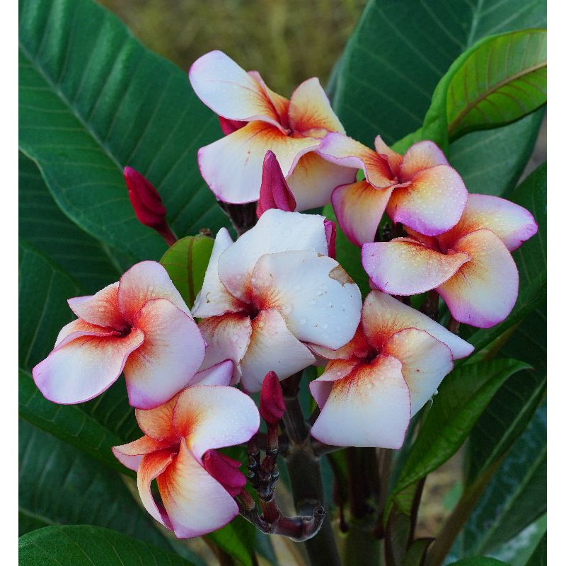 熱情奔放的艷陽潑墨 太陽飛濺 Sun Splash 雞蛋花 蝦皮購物