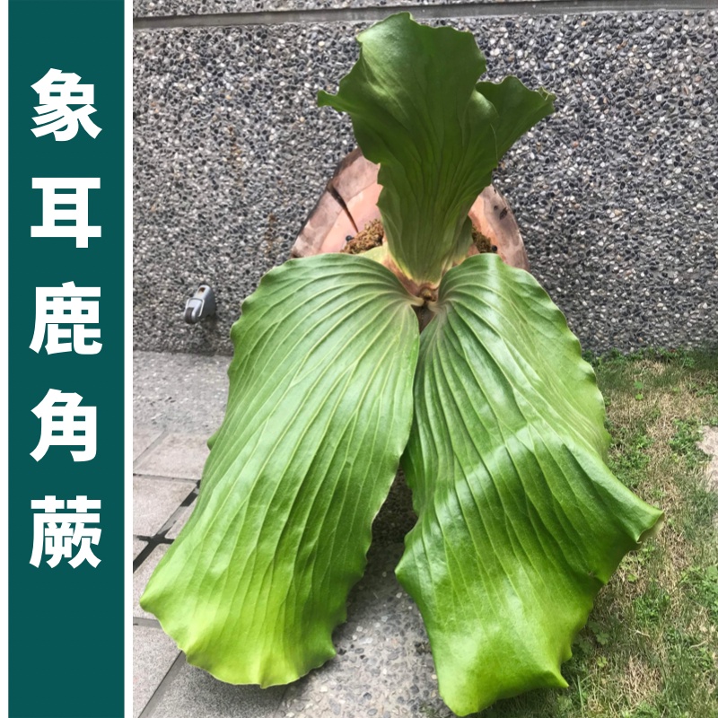 象耳鹿角蕨/已上板/原生種/一物一拍