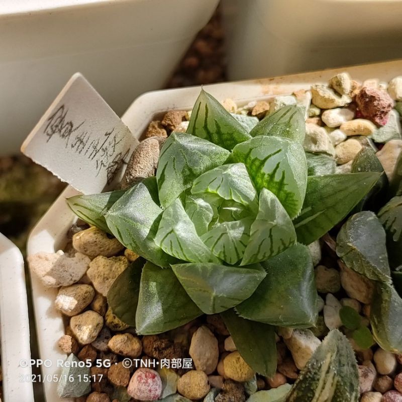 肉部屋實生玉露錦微錦阿福花科多肉植物haworthia 蝦皮購物