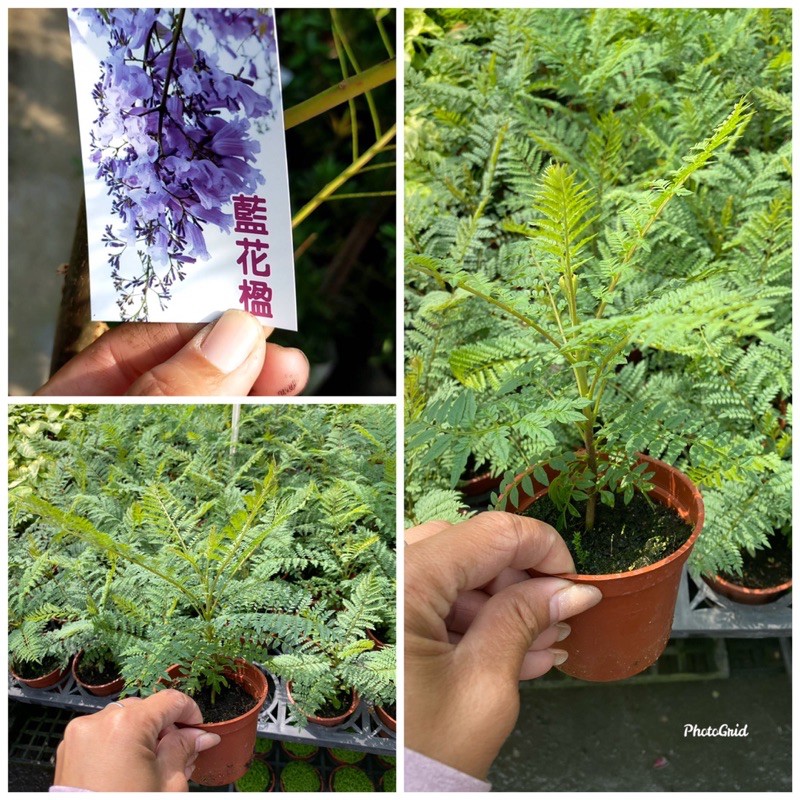 霏霏園藝藍花楹夏季開花 樹形酷似鳳凰木花期4 5月 花為藍紫售價 40元 蝦皮購物