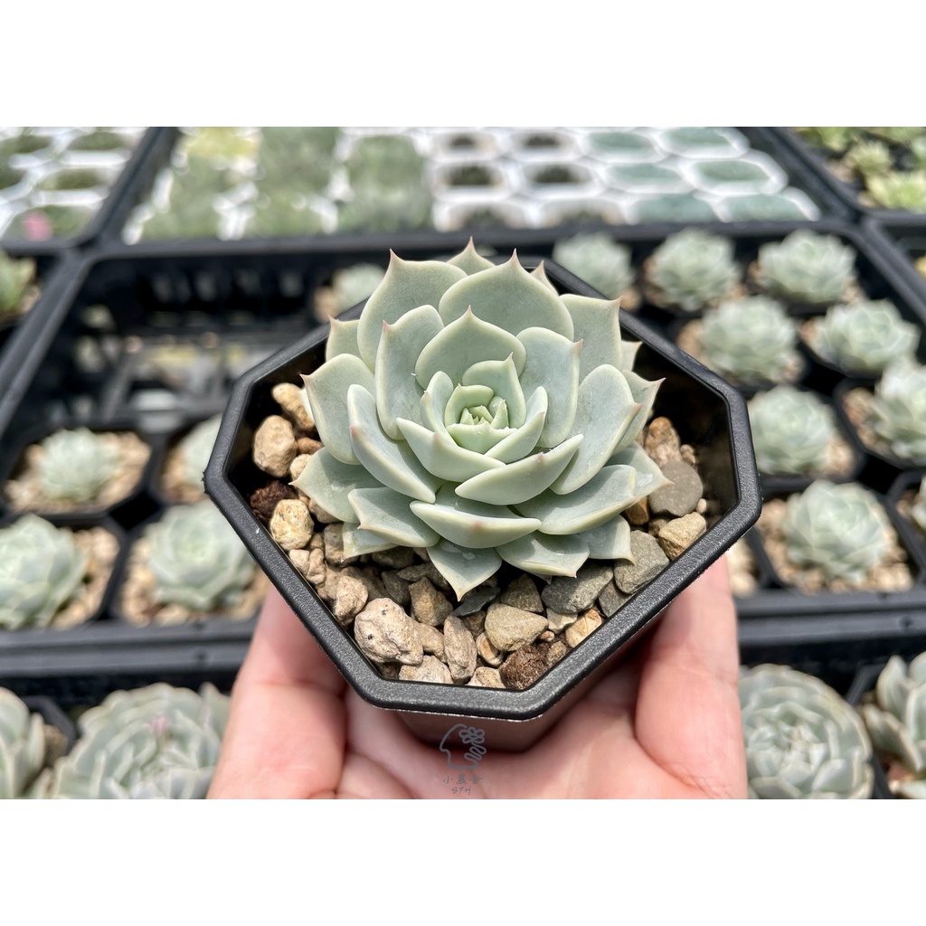 小農舍 格洛莉雅 多肉 多肉植物 盆栽 園藝 植物 蝦皮購物