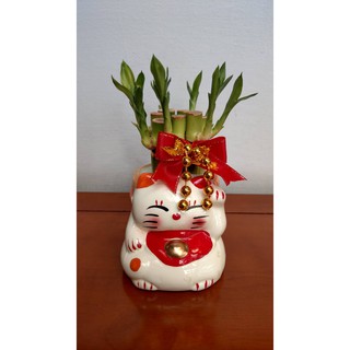 過年 開運竹 招財貓 富貴竹 升遷 入厝 開幕賀禮 守財 水耕植物 室內植物