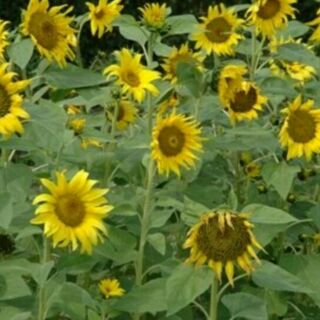 尋花趣 波斯菊和向日葵 花海種子 波斯菊 100公克 向日葵 200公克