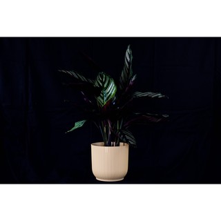觀葉植物 雙線竹芋 Calathea sanderiana (Sander) Gentil 荷蘭vibes fold圓盆