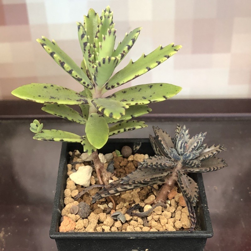 不死鳥多肉植物的價格推薦第2 頁 21年6月 比價比個夠biggo