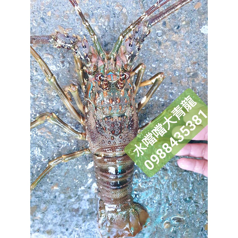 活體青龍蝦的價格推薦 22年11月 比價比個夠biggo