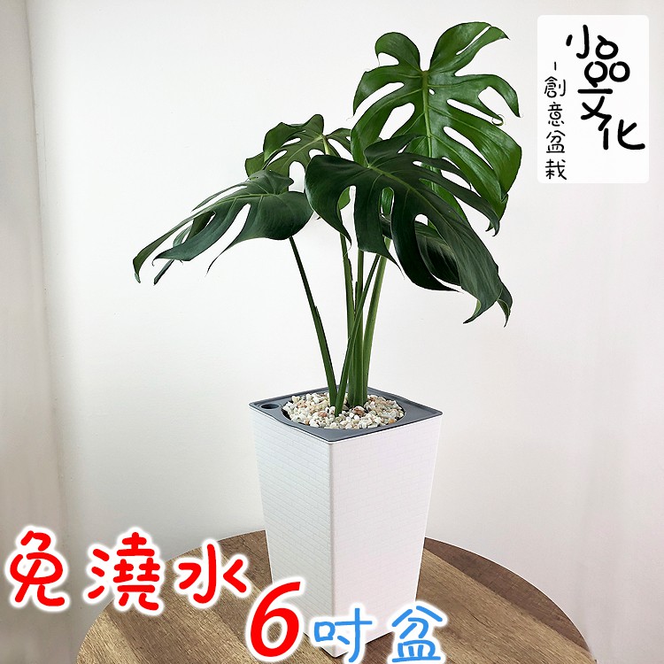 【小品文化】龜背竹 6吋磚紋免澆水懶人盆栽 龜背芋 觀葉植物 室內盆栽 自動吸水 創意花盆 開店送禮 居家辦公