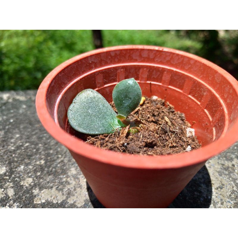 金天章 葉孵苗 多肉植物 2吋盆 蝦皮購物