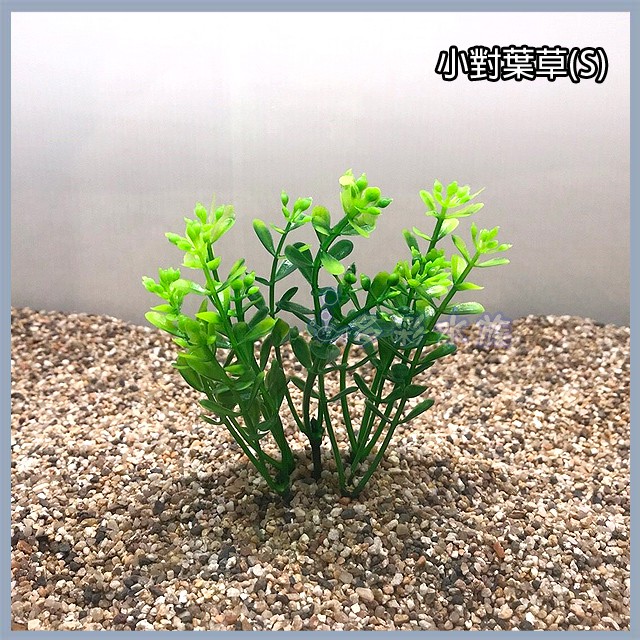 小對葉的價格推薦 2021年12月 比價比個夠biggo