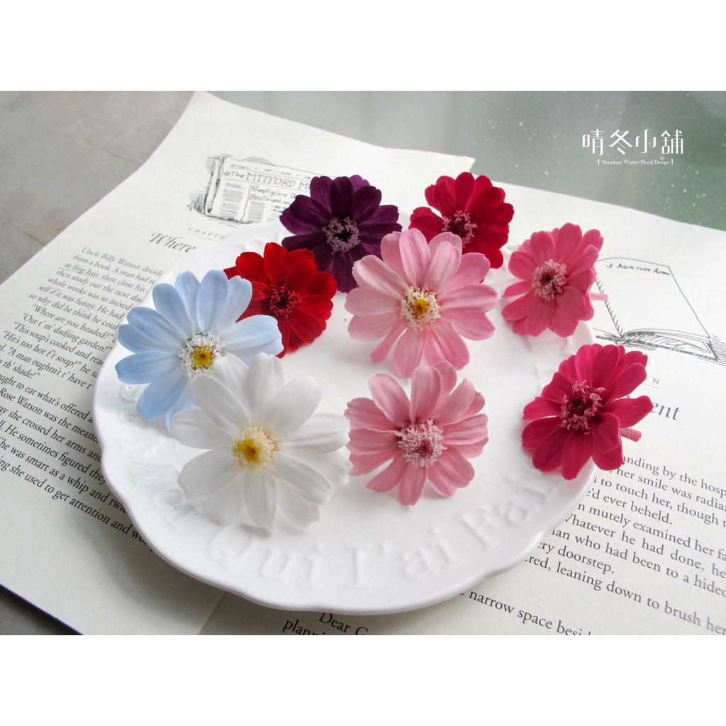 晴冬小舖 日本大地農園不凋百日菊 波斯菊 菊花 百日草不凋花永生花乾燥花盆花捧花乾燥花束永生花束花禮