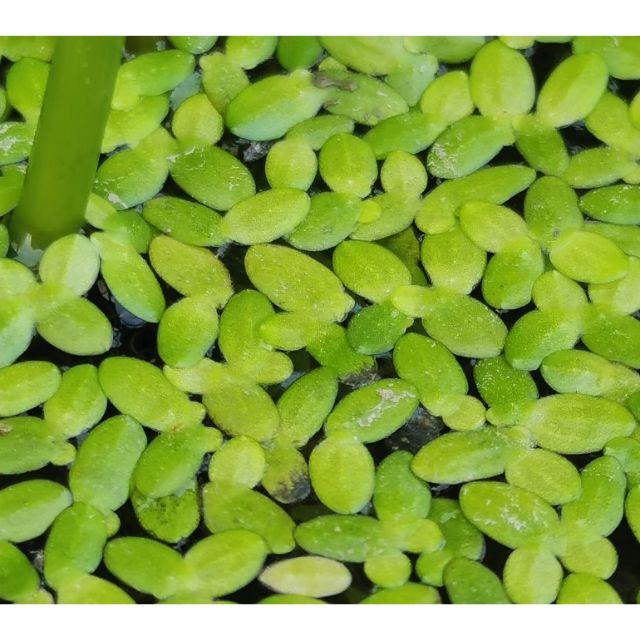 🐠浮萍植物🐠水面遮陽抑制生藻，放水面幾株，很有意境。超會繁殖。