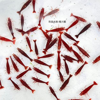 宗信水族-紅蝦/極火蝦米蝦系列/飼料/水草