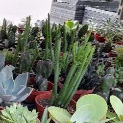 多肉大妞妞 Ptt與dcard推薦網拍商品 2021年12月 飛比價格