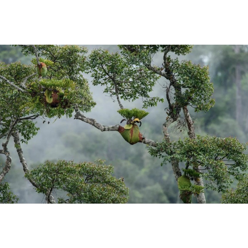🌿🌿🌿觀葉雨林植物🌿🌿🌿亞猴鹿角蕨孢子