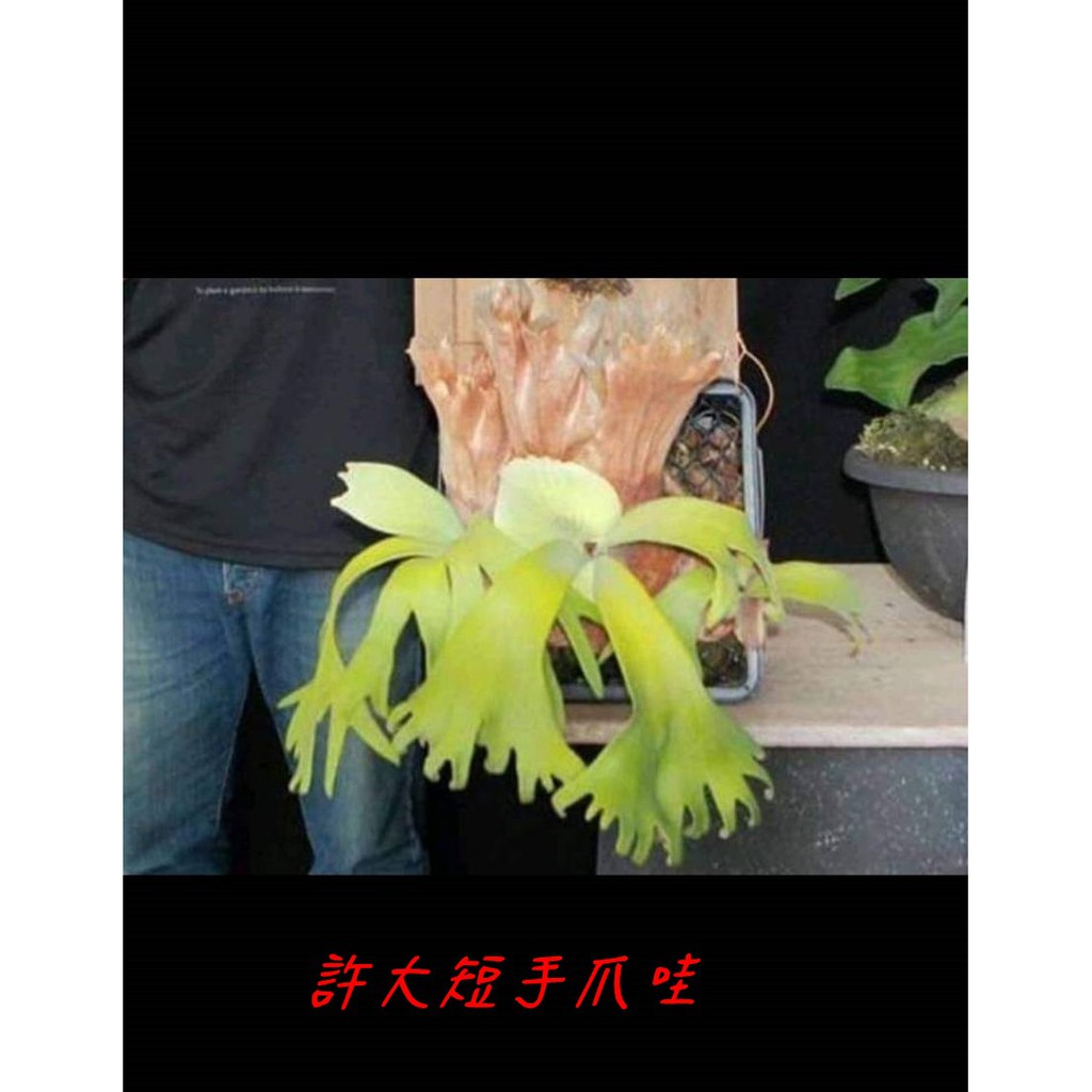 《柯比植物》鹿角蕨  許大短手 爪哇鹿角蕨   萬箭齊發爪哇鹿角蕨(賣場另有女王鹿角蕨，巨獸鹿角蕨，亞猴鹿角蕨)