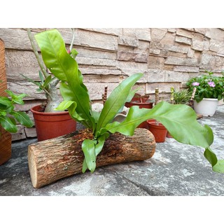 蕨類植物（含木頭盆栽）室內擺設