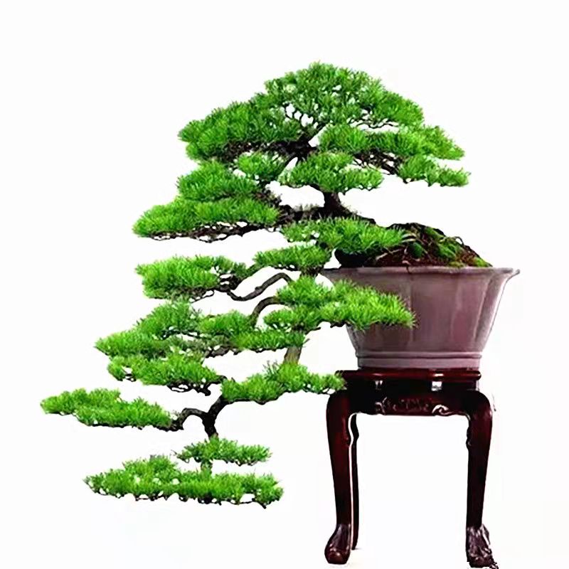 現貨羅漢松種子真柏黑松樹盆栽四季陽臺花卉易活花籽室內種植觀賞植物 蝦皮購物