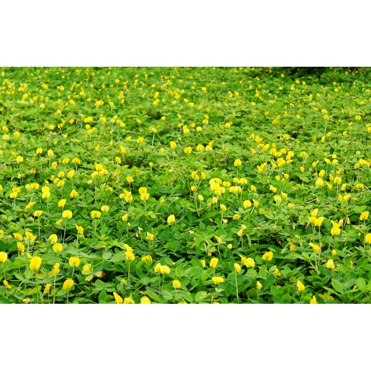 綠種苗 蔓花生2吋40株 蝦皮購物