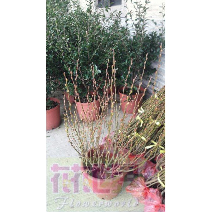 季節商品 花花世界 常綠喬木 季節花卉 銀柳 矮版 4 5吋盆 高40 60cm Ma250 蝦皮購物