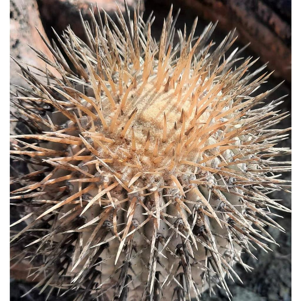 【塊根英雄】白刺黑王丸種子/Copiapoa cinerea var. albispina/龍爪球屬/