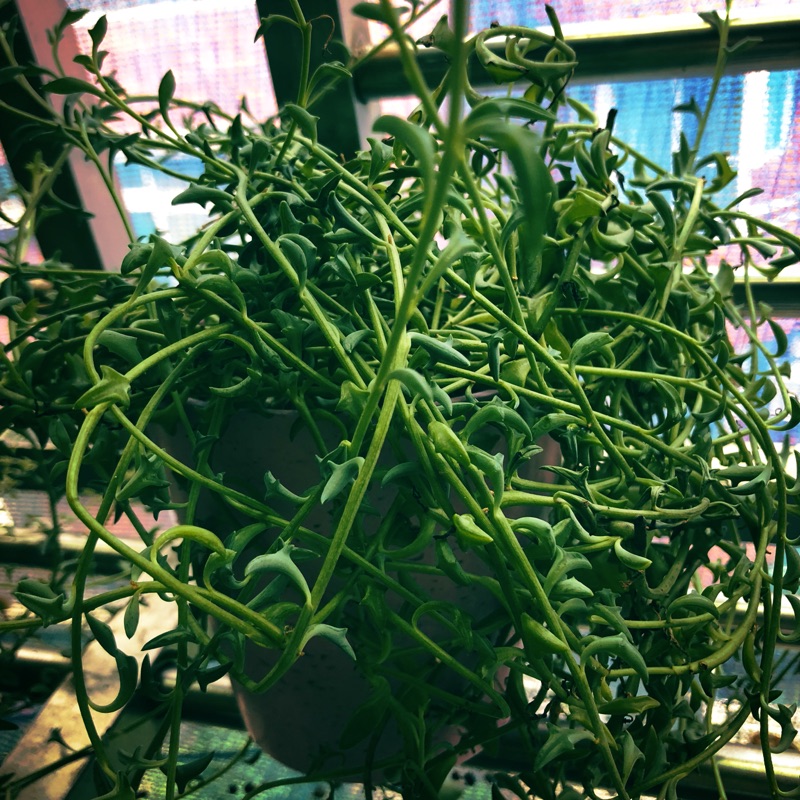 多肉植物 小海豚 海豚弦月 三爪上弦月 三叉戟佛珠菊科千里光屬3條約10公分長不含盆土 蝦皮購物