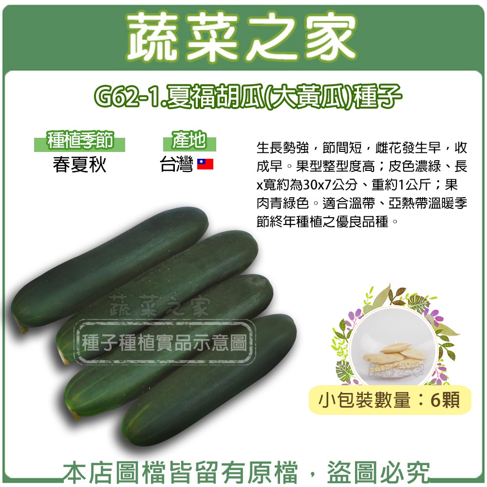 【蔬菜之家滿額免運】G62-1.夏福胡瓜(大黃瓜)種子6顆//生長勢強，節間短，雌花發生早，收成早。果型整型度高；皮色濃