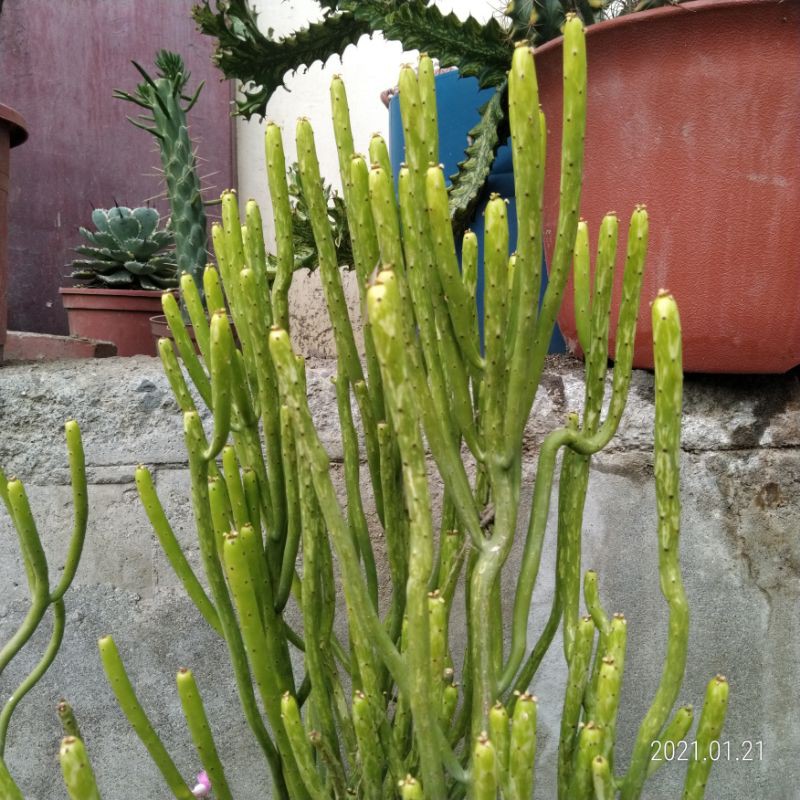 多肉植物珊瑚大戟錦枝條 蝦皮購物