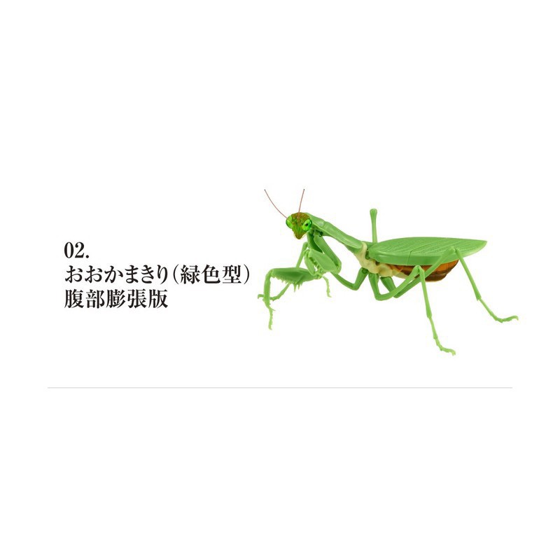 BANDAI 單售 綠色 螳螂 腹部膨脹版 環保扭蛋 大腹 可動 擬真 模型 關節 非 團子蟲 虎頭蜂 鍬形蟲 烏龜