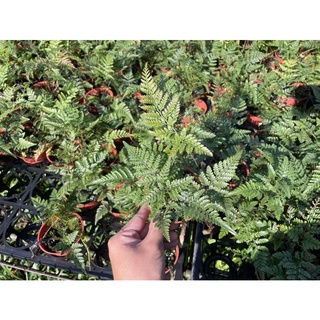 植入日常 兔腳蕨 3吋小品 觀葉植物/網美植物/室內植物/辦公室植物/蕨類植物