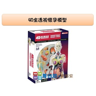 哥白尼的實驗室/生物/4D全透視懷孕模型/正版Fame Master/科學玩具