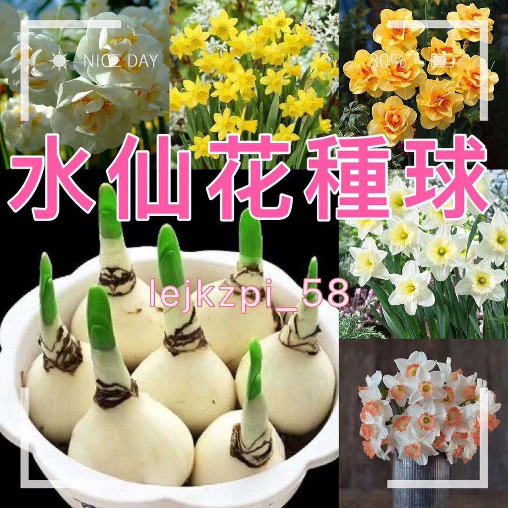 限量出售 水仙花種球耐寒水仙花四季開花多年生花卉種子中國水仙水仙花水仙 蝦皮購物