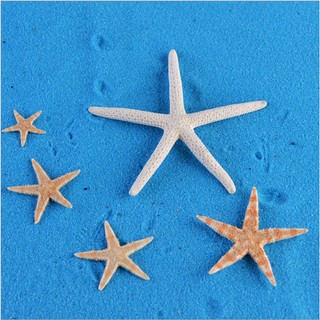 【微景小舖】天然海星 小海星 五指海星 海景裝飾 微景觀多肉植物苔蘚盆栽擺件 DIY花盆裝飾 園藝水族造景擺件 拍攝道具