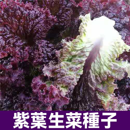 紫葉奶油生菜種子 生菜種子 四季播種耐熱寒生菜種子 蔬菜種子