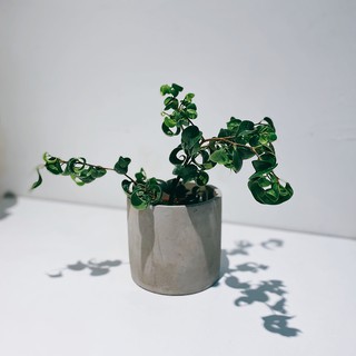盆空間・捲葉榕 卷心榕 室內觀賞植物綠化盆栽植栽 水泥盆 3吋-4.5吋盆/比利時環保盆