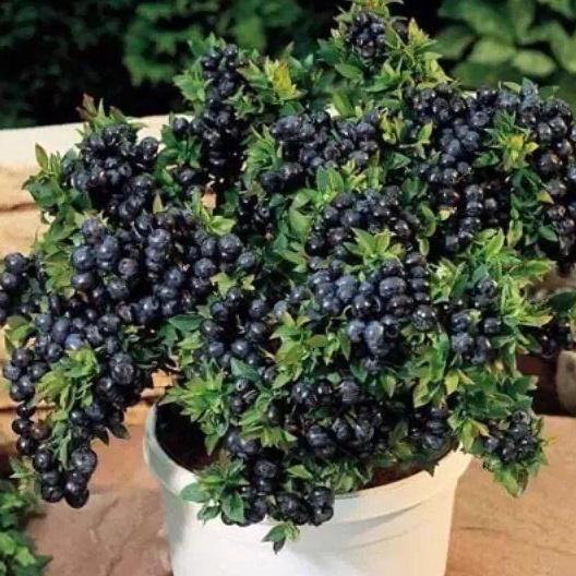 【落地生根】【藍莓種子】熱銷 藍莓種子 樹莓種子 四季種植盆栽地栽