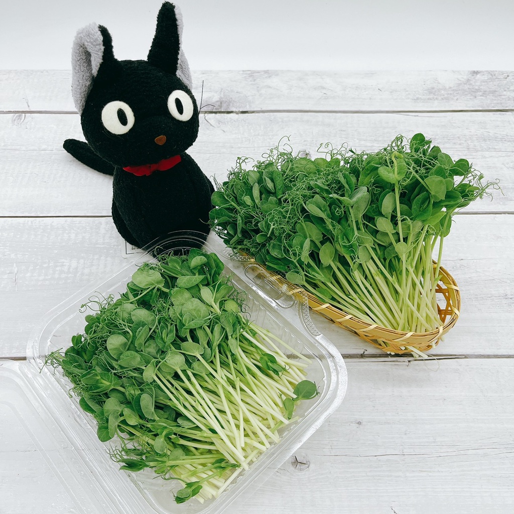 豆苗 優惠推薦 22年10月 蝦皮購物台灣