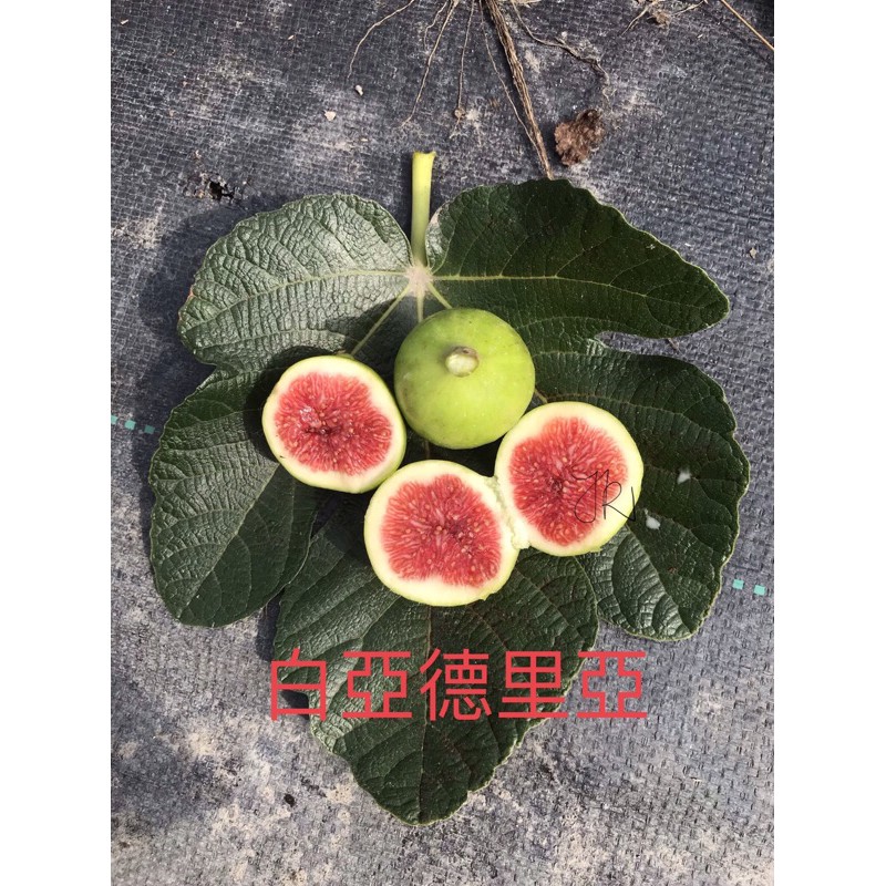 白亞德里亞 無花果 枝條 扦插 嫁接 蝦皮購物