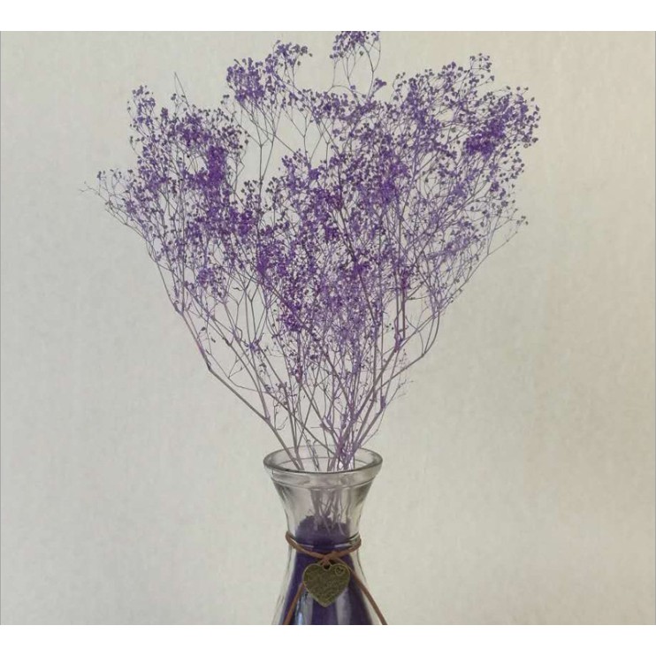 大賀屋紫色滿天星乾燥花天然彩色七夕生日情人節滿天星永生花花藝 蝦皮購物